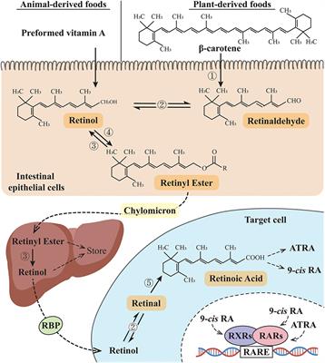 Impacts of vitamin A deficiency on biological rhythms: Insights from the literature